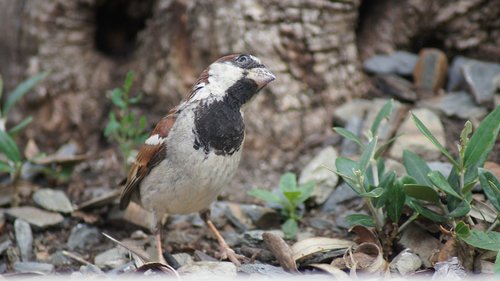 sparrow  nature  bird