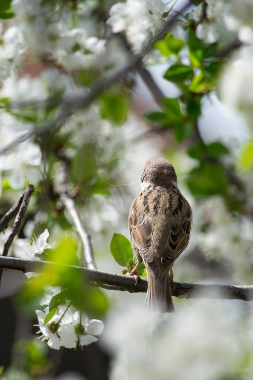 sparrow  bird  spring