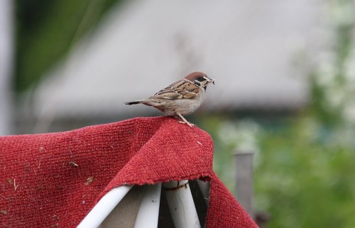 sparrow  carpet  red