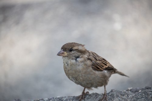 sparrow  sperling  bird