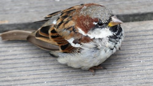 sparrow  bird  sperling