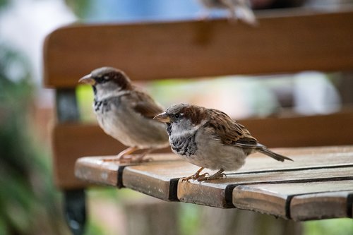 sparrow  sperling  bird