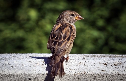 sparrow  bird  sperling