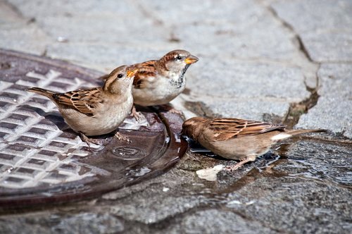 sparrow  bird  drink