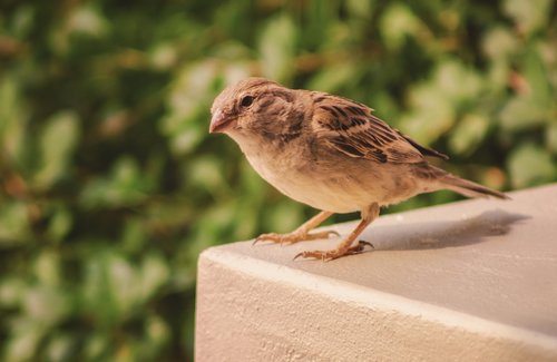 sparrow  bird  quizzical