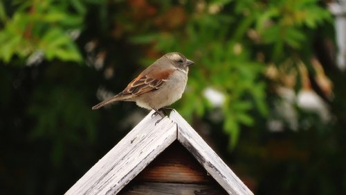 sparrow  mailbox  garden