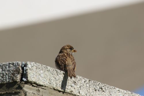 sparrow sperling songbird