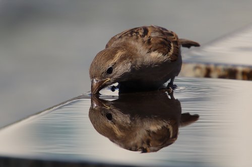 sparrow  sperling  house sparrow