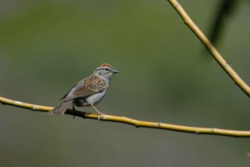 sparrow bird passerina