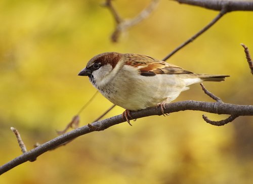 sparrow  branch  sperling