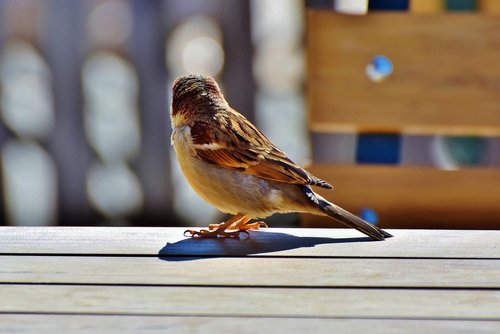 sparrow  sperling  bird