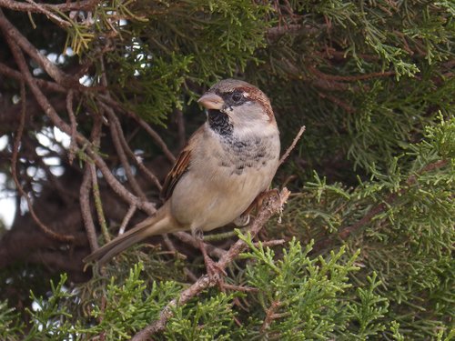 sparrow  seto  bird