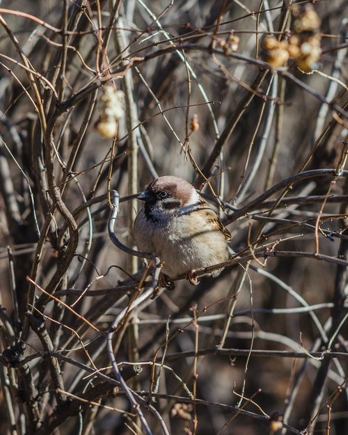 sparrow  bird  animal