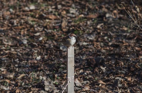 sparrow  desk  bird