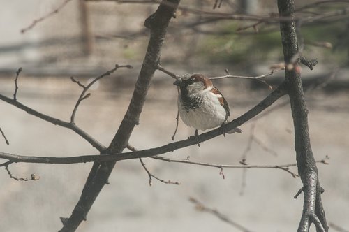 sparrow  branch  close