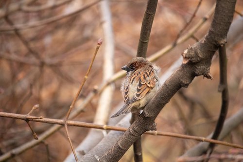 sparrow  bird  nature
