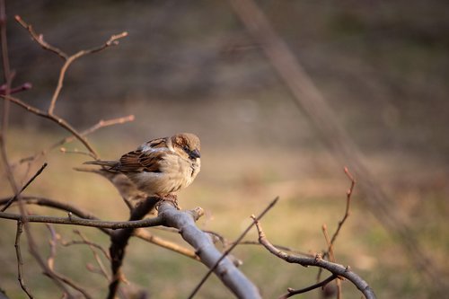 sparrow  bird  nature