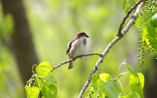 sparrow  sperling  bird