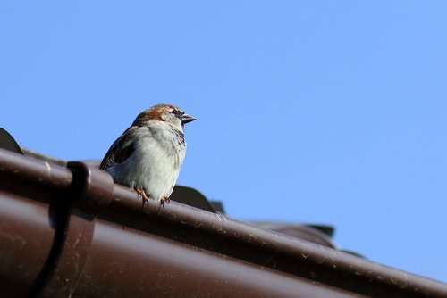sparrow  birds  rest