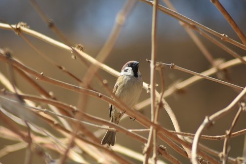 sparrow  birds  brown