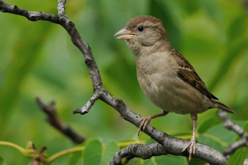 sparrow bird branch