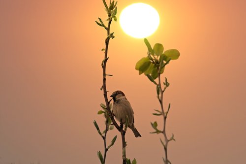 sparrow  casey  sunrise