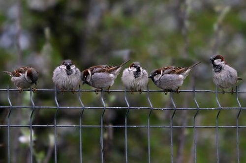 sparrow  fence  rest