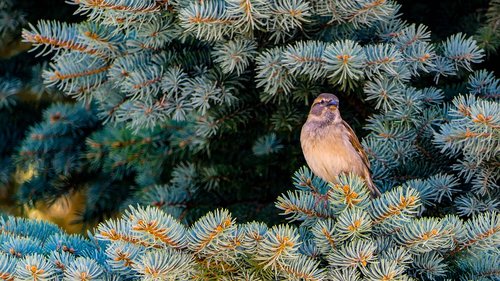 sparrow  birds  nature