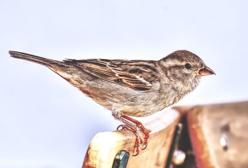 sparrow  bird  plumage