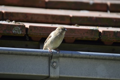 sparrow  bird  sperling