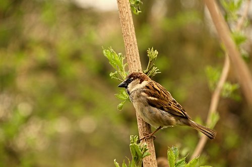 sparrow  bird  birds