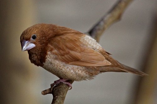 sparrow  bird  animal