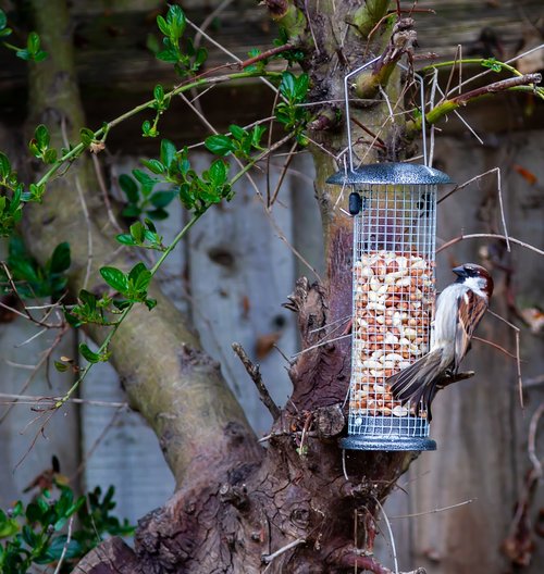 sparrow  garden bird  feeding
