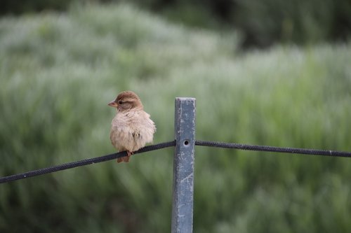 sparrow  young  chick
