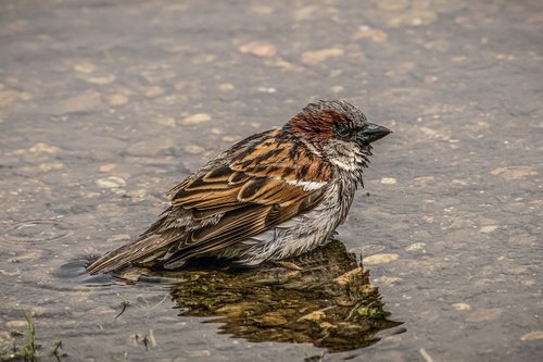 sparrow  bird  water