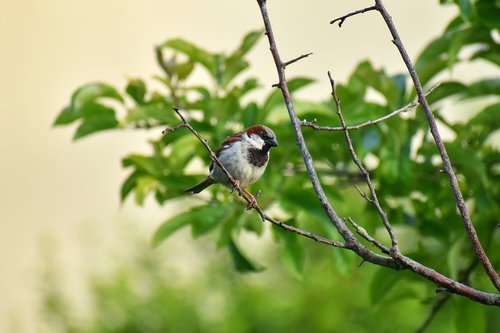 sparrow  bird  tree