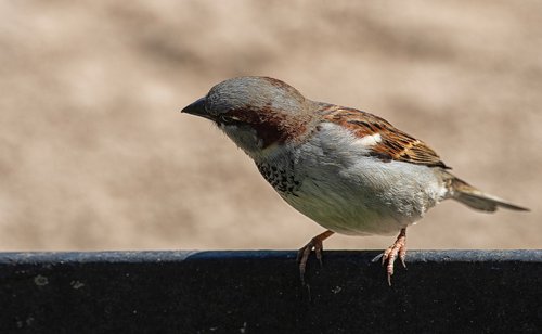 sparrow  sperling  bird