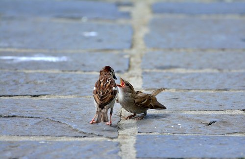 sparrow  bird  nature