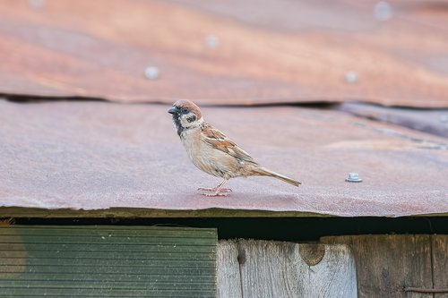 sparrow  birds  plumage