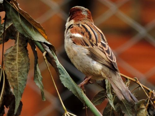 sparrow leaves flying