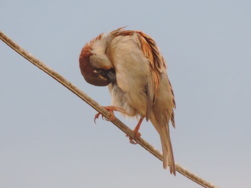 sparrow bird light wire