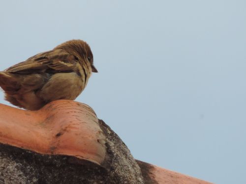 sparrow birdie roof