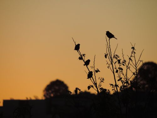 sparrow birds eventide