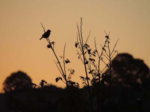 sparrow birds eventide