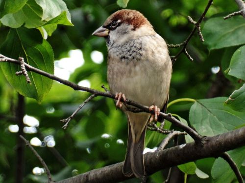 sparrow bird close