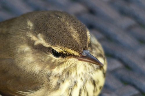 sparrow bird feathered