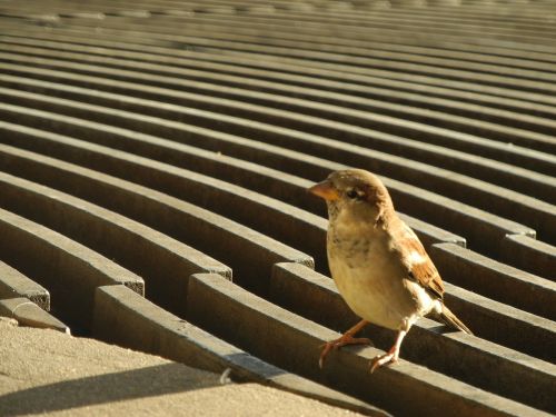 sparrow bird plumage