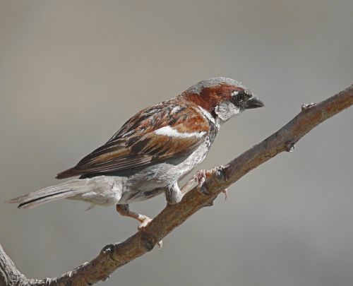 sparrow bird animal