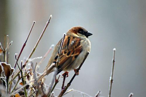 sparrow bird animal