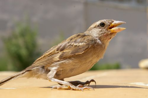 sparrow bird spring